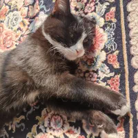 سه تا گربه ی پنج ماهه|گربه|نور, |دیوار