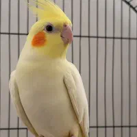 عروس‌هلندی‌نر‌لوتینو‌زعفرانی