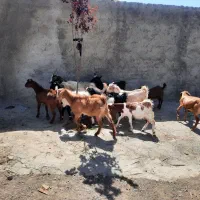 ۸تا بزنر بزغاله میش