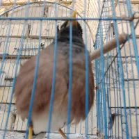 مرغ مینا سخنگو