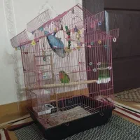 طوطی برزیلی خوشکل با قفس و وسایل|پرنده|فردیس, شهرک شهید حسینی|دیوار