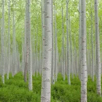 ارائه‌ی نهال  سپیدار ۳متری|خدمات باغبانی و درختکاری|ممقان, |دیوار