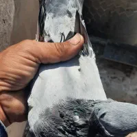 نرتودمسفید باماده دمسفید|پرنده|اردکان, |دیوار