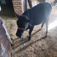 گوساله ماده