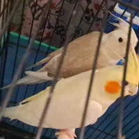 عروس هلندی مولد فروش فوری