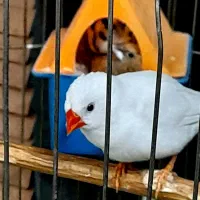 دو جفت فنچ  با قفس و کل وسایل