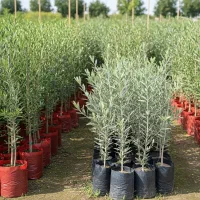 تخفیف ویژه برای خرید نهال زیتون|خدمات باغبانی و درختکاری|گرگان, |دیوار