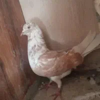 کبوتر پشت گلی سرخ