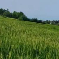 برنج طارم هاشمی محلی/برنج فریدونکنار/کشت دوم/درجه۱
