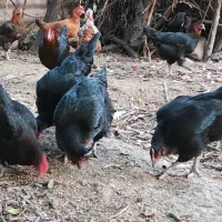 مرغ محلی+ نیمچه خروس گلین|حیوانات مزرعه|رامیان, |دیوار