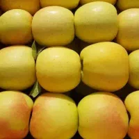 فروش سیب باغی طالقان/ شمرانی، لبنانی زرد و قرمز