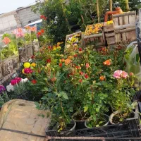 خدمات باغبانی ،هرس کاری تعویض خاک کاشت گل و گیاه