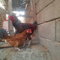 مرغ خروس محلی و لاری|حیوانات مزرعه|رودبار (کرمان), |دیوار