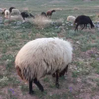 ۴عدد میش دوقلو زا شال افشار و قوچ هترو وبزوکهره|حیوانات مزرعه|کرمان, |دیوار