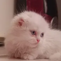 گربه اسکاتیش