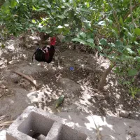 خروس گردن لاری