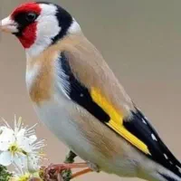 یک عددسره خاکی شیرازی