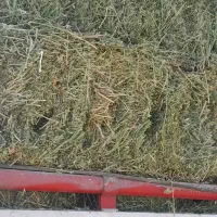 یونجه|عمده‌فروشی|اصفهان, دانشگاه اصفهان|دیوار