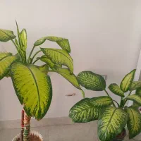 گل دیفن|گل و گیاه طبیعی|شیراز, شهرک مهدی‌آباد|دیوار
