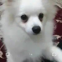 این سگ دزدیده شده