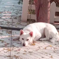 واگذاری سگ شیتزو|سگ|پاکدشت, پاکدشت (مامازند)|دیوار