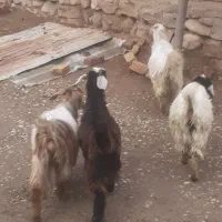 ۴ راس بزغاله ماده چاق برای قربانی و ۰۰۰