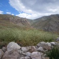 اسخدام تعدادی خانم به همراه خودرو