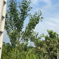 فروش-430متر-باغ-با-بر-27متر-برق-فاصله-با-بافت-100