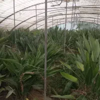 بوته گل استر