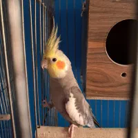 جفت عروس هلندی مولد تاج بلند|پرنده|تهران, ارامنه|دیوار