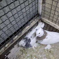 کبوترطوقی پایر قیمت مقطوع ۲میلیون|پرنده|فسا, |دیوار