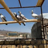 کفتر پرشی