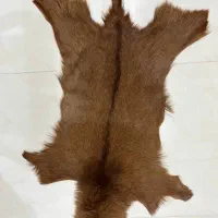 پادری