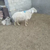 قوچ ترکی و میش لاکن