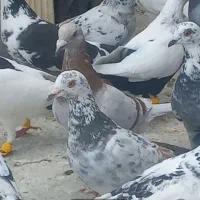 کبوتردسته۲۵تایی پلاکی