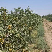 باغ پسته