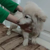 سگ یافت شده|حیوانات|تبریز, |دیوار