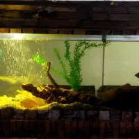 آکواریوم و ماهی زینتی