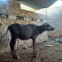 کوساله کاومیش ماده|حیوانات مزرعه|اهواز, سلیم آباد(سه راه خرمشهر)|دیوار