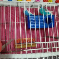 ساعت مچی ویک جفت مرغ عشق انگیلیسی طوطی قناری|ساعت|مشهد, ایثار|دیوار