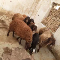 بره نر|حیوانات مزرعه|شاهیوند, |دیوار