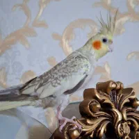 عروس هلندی نر