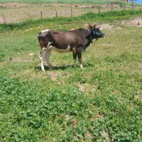 گاو با گوساله