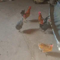 فروش مرغ و خروس