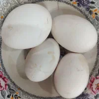 تخم قو غاز لیندا اصیل|حیوانات مزرعه|شلمان, |دیوار