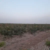 پسته تازه ممتاز صادراتی|خوردنی و آشامیدنی|شیراز, سجادیه|دیوار
