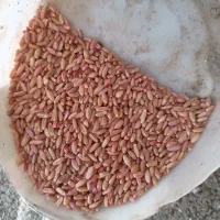 فروش گندم اذر2بوجاری شده|خدمات باغبانی و درختکاری|جوانرود, |دیوار