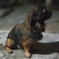 سگ فروشی|سگ|برازجان, |دیوار