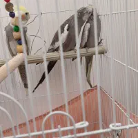 عروس‌‌ هلندی‌.وایت فیس.گل باقالی.ابلغ|پرنده|پاکدشت, پاکدشت (مامازند)|دیوار