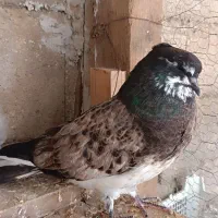 کبوتر سرو کله دار|پرنده|آق قلا, |دیوار